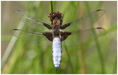 Libellula depressa mâle