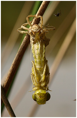 Orthetrum cancellatum émergence