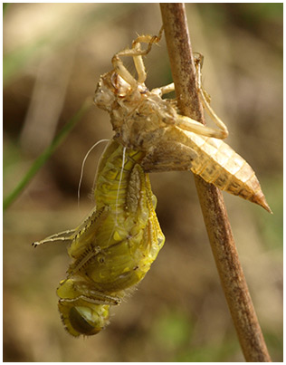 Orthetrum cancellatum émergence