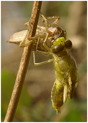 Orthetrum cancellatum émergence