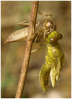 Orthetrum cancellatum émergence