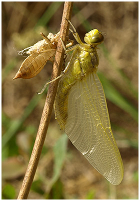 Orthetrum cancellatum émergence