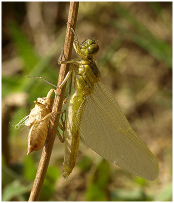 Orthetrum cancellatum émergence