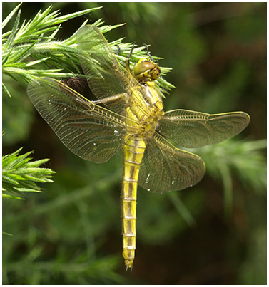 Orthetrum cancellatum émergence