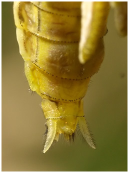 Orthetrum cancellatum émergence