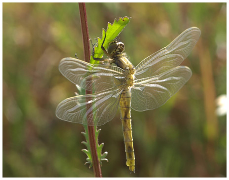 Orthetrum cancellatum immature