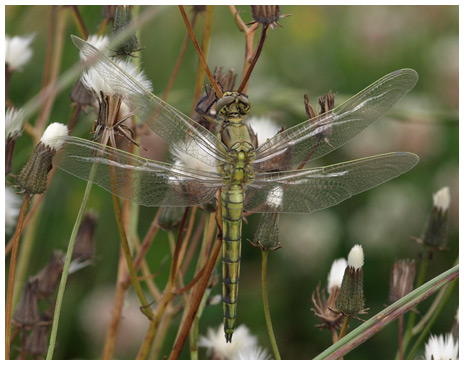 Orthetrum cancellatum immature