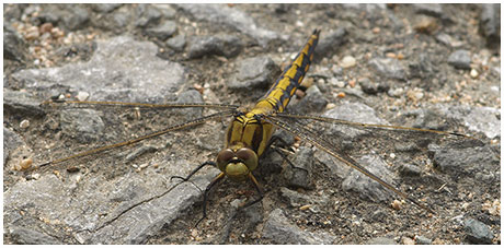 Orthetrum cancellatum mâle immature