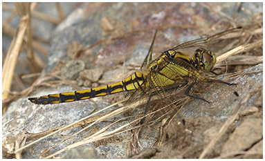 Orthetrum cancellatum mâle immature