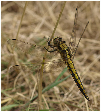 Orthetrum cancellatum mâle immature