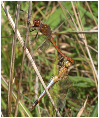 Sympetrum meridionale accouplement