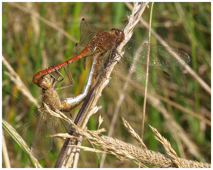 Sympetrum meridionale accouplement