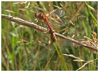 Sympetrum meridionale accouplement