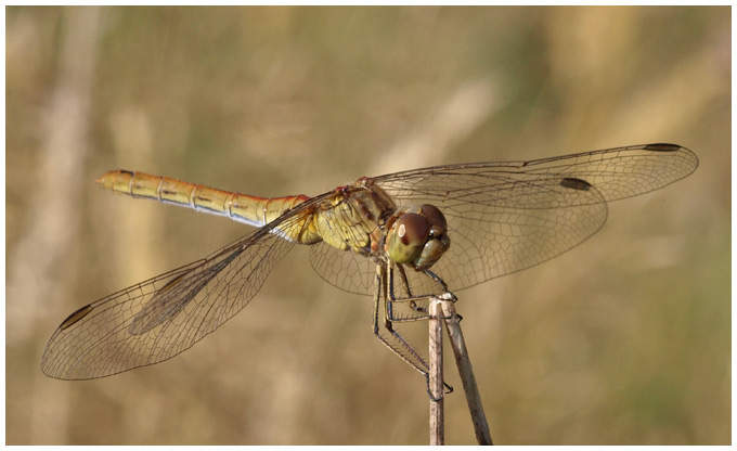 Sympetrum meridionale femelle