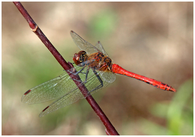 Sympetrum sanguineum mâle