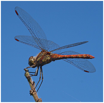 Sympetrum striolatum mâle