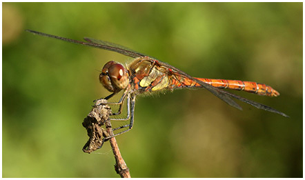 Sympetrum striolatum mâle