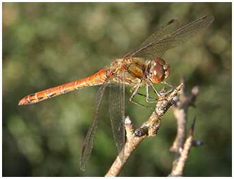 Sympetrum striolatum mâle