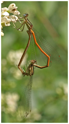 Platycnemis acutipennis accouplement