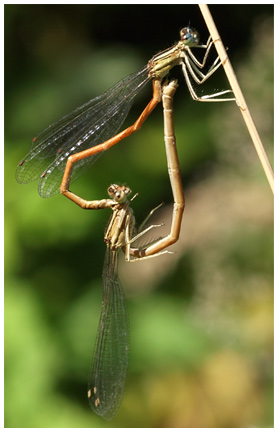 Platycnemis acutipennis accouplement