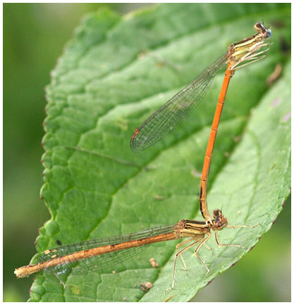 Platycnemis acutipennis accouplement