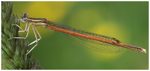 Platycnemis acutipennis mâle