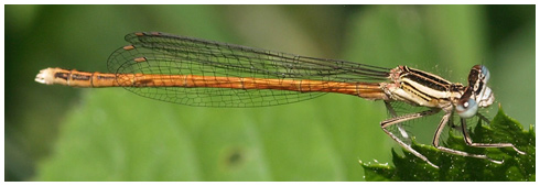 Platycnemis acutipennis mâle