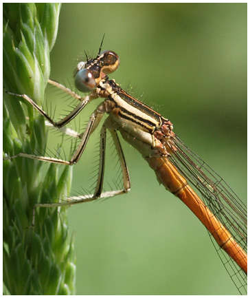 Platycnemis acutipennis mâle