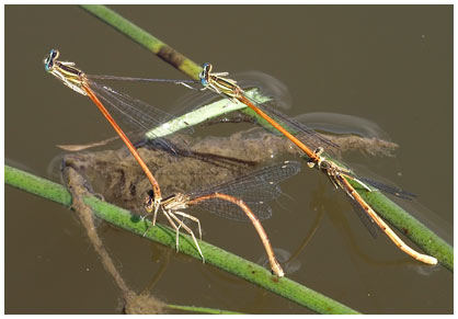 Platycnemis acutipennis en ponte