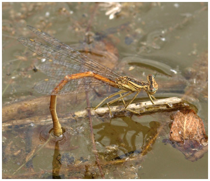 Platycnemis acutipennis en ponte