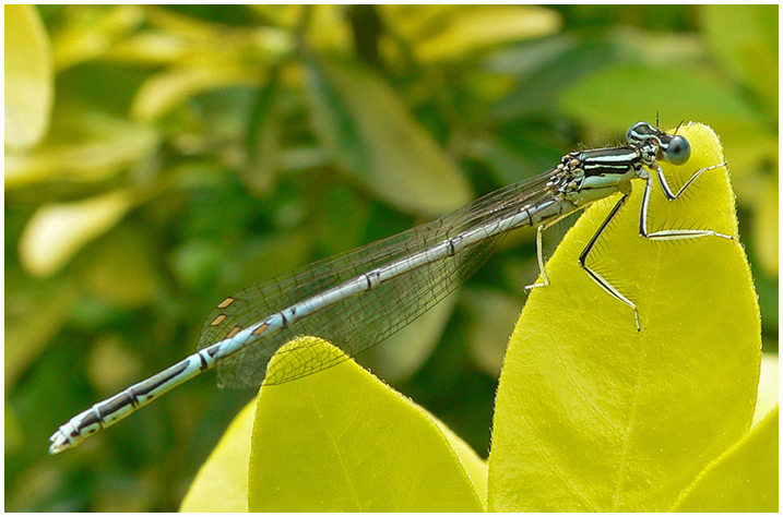 Platycnemis pennipes