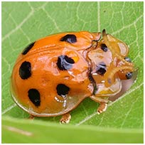 Bornéo, Sarawak, 19/03/2025