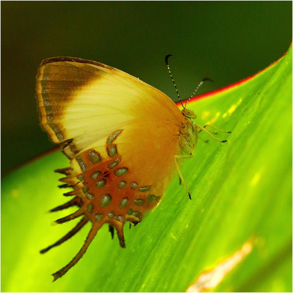 Helicopis cupido, Colombie.