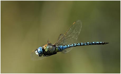 Aeshna affinis mâle en vol