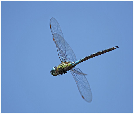 Aeshna affinis mâle en vol