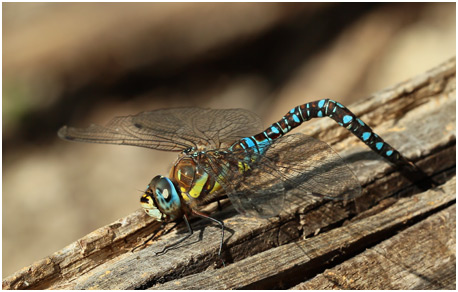 Aeshna mixta mâle déformation