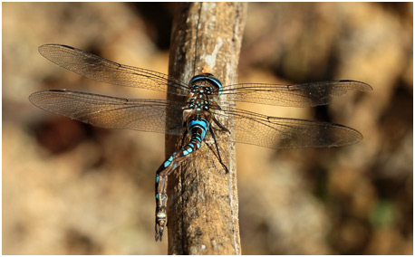 Aeshna mixta mâle déformation