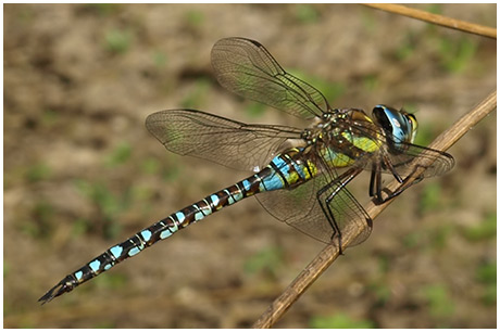 Aeshna mixta mâle