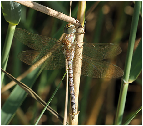 Aeshna mixta mâle émergent