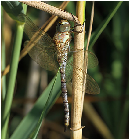 Aeshna mixta mâle émergent