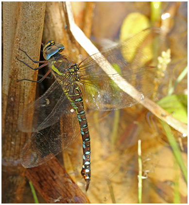 Aeshna mixta ponte