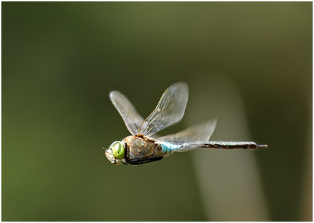 Anax parthenope mâle