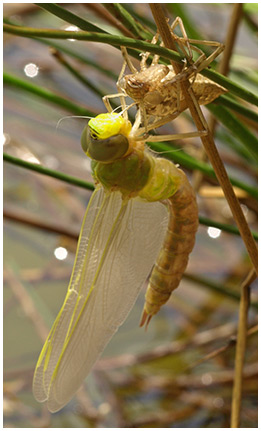 Anax imperator femelle émergence