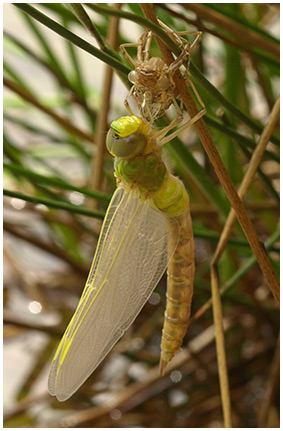 Anax imperator femelle émergence