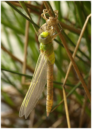 Anax imperator femelle émergence