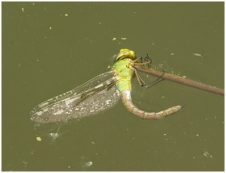 Anax imperator femelle émergence