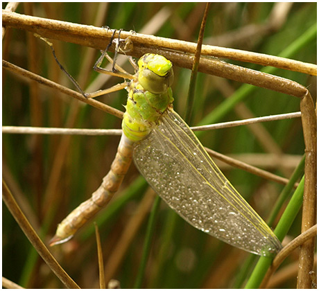 Anax imperator femelle émergence