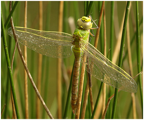 Anax imperator émergence