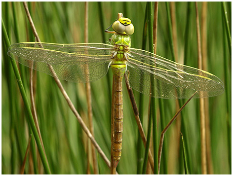 Anax imperator émergence