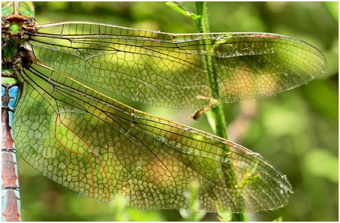 Anax imperator femelle : les ailes